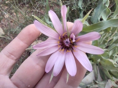 Tragopogon marginifolius