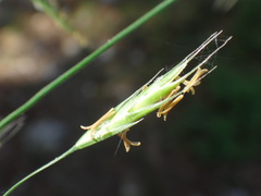 Festuca heterophylla