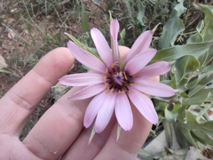 Tragopogon marginifolius