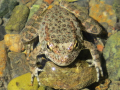Rana boylii
