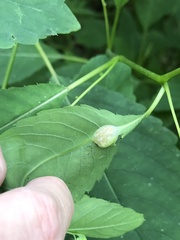 Neolasioptera impatientifolia