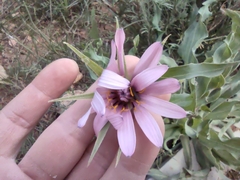 Tragopogon marginifolius