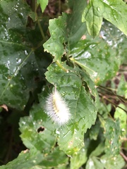 Calliteara pudibunda