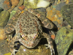 Rana boylii