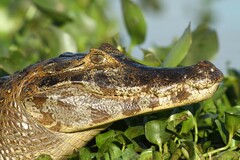Caiman yacare