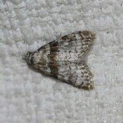 Nola euraphes