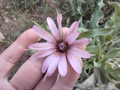 Tragopogon marginifolius