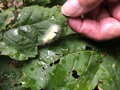 Calliteara pudibunda