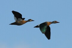 Amazonetta brasiliensis