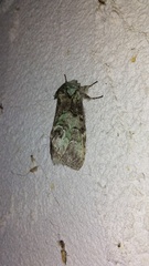 Macrurocampa marthesia