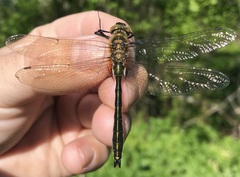 Cordulia aenea aenea