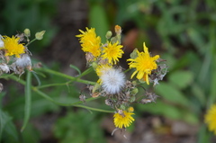 Crepis tectorum