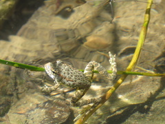 Rana boylii