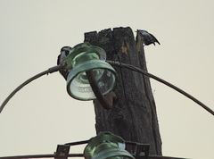 Sitta europaea