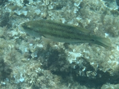 Symphodus tinca
