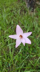 Amaryllidaceae