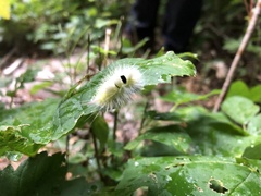 Calliteara pudibunda