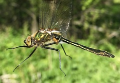 Cordulia aenea aenea