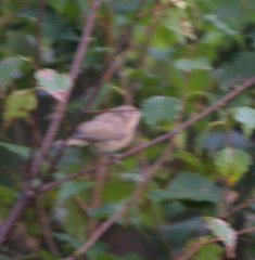 Phylloscopus collybita