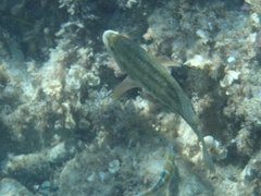 Symphodus tinca