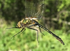 Cordulia aenea aenea