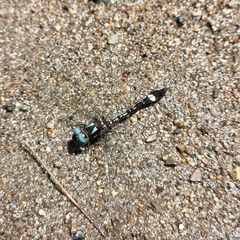 Macrothemis pseudimitans