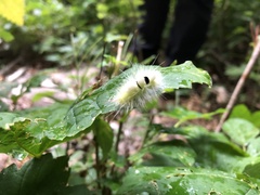 Calliteara pudibunda