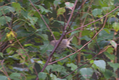 Phylloscopus collybita