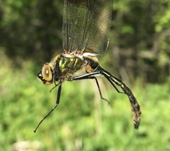 Cordulia aenea aenea