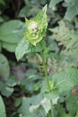 Cirsium oleraceum