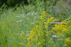 Solidago juncea