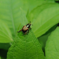 Callirhinus metallescens