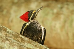 Dryocopus lineatus