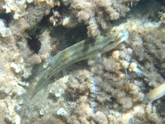 Symphodus tinca