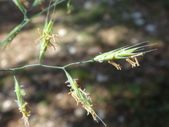 Festuca heterophylla