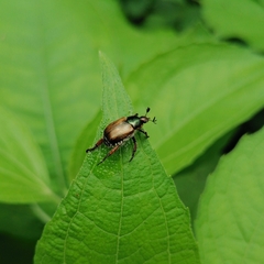 Callirhinus metallescens
