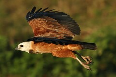 Busarellus nigricollis