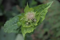 Cirsium oleraceum