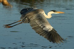 Ardea cocoi