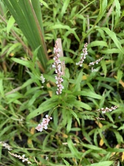 Persicaria hydropiperoides