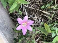 Zephyranthes rosea