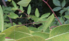 Emesaya brevipennis
