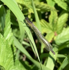 Erythromma najas