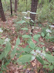 Pycnanthemum