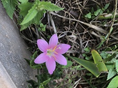 Zephyranthes rosea
