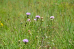 Cirsium discolor