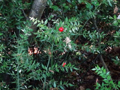 Ruscus aculeatus