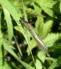Erythromma najas