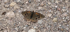 Junonia