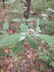 Pycnanthemum